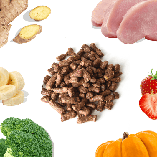 Turkey Meal Bites – Gut-Supporting Freeze-Dried Nutrition for Dogs