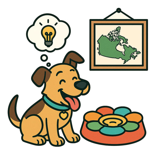 A Dog using a colorful puzzle slow feeder dog bowl in a BC