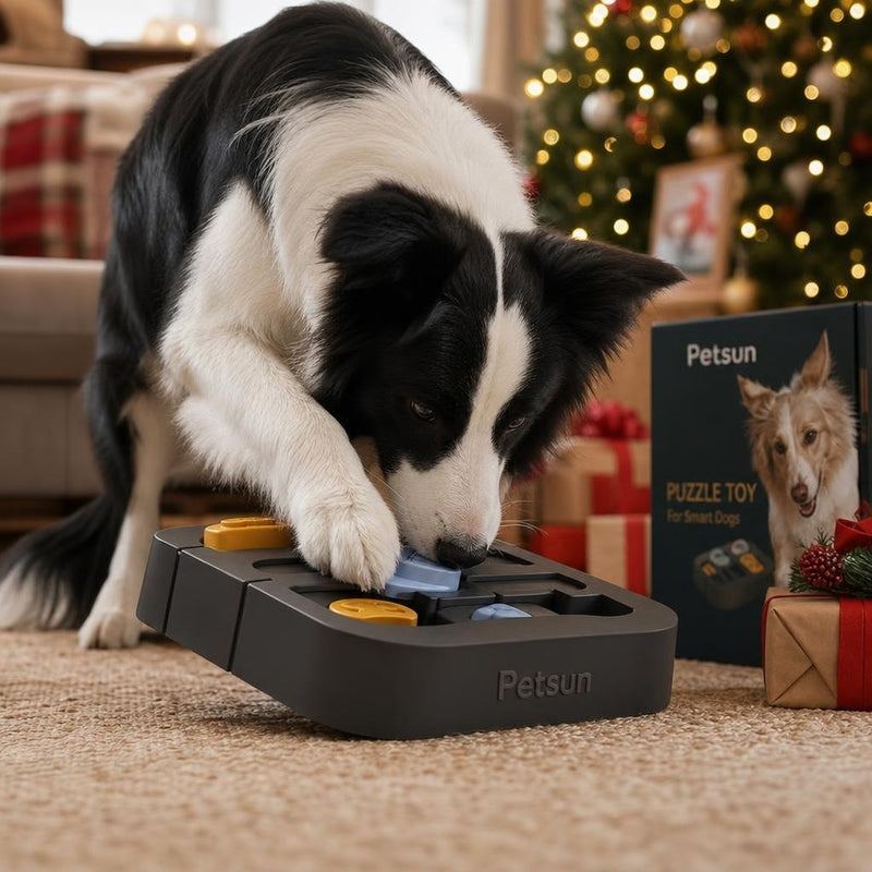Border Collie enjoying an interactive puzzle feeder in a calm Canadian home