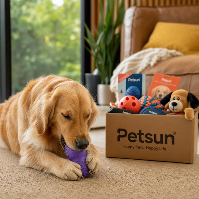 Dog and cat enjoying thoughtful enrichment gifts in a cozy home