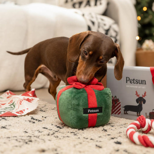 Dachshund gift ideas in Canada featuring a personalized slow feeder bowl and interactive dog toys