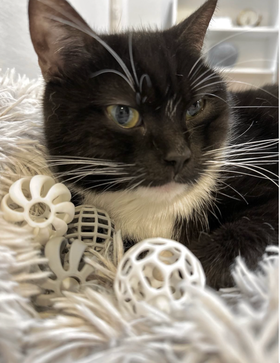 Ball-in-Ball Interactive Toy for Cats and Small Dogs