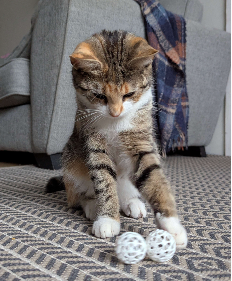 Ball-in-Ball Interactive Toy for Cats and Small Dogs
