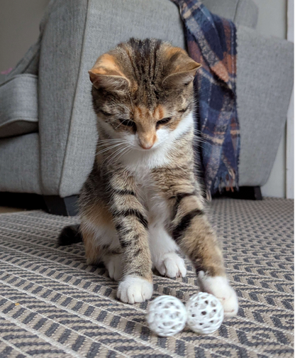 Ball-in-Ball Interactive Toy for Cats and Small Dogs