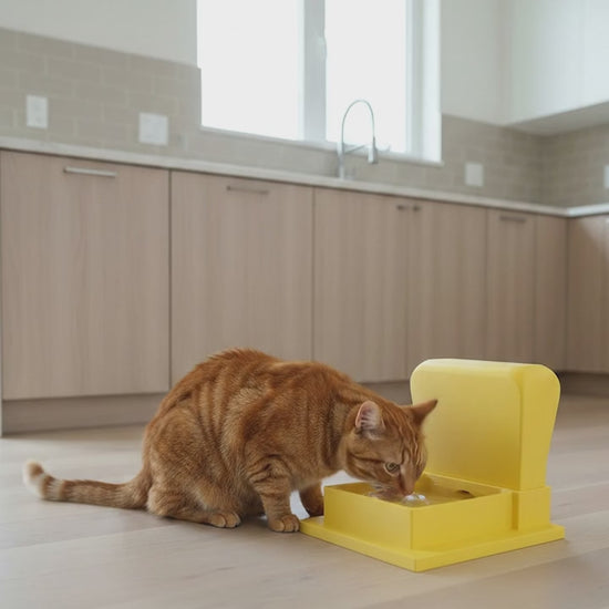 Video of the Whisker Relief Water Bowl for cats