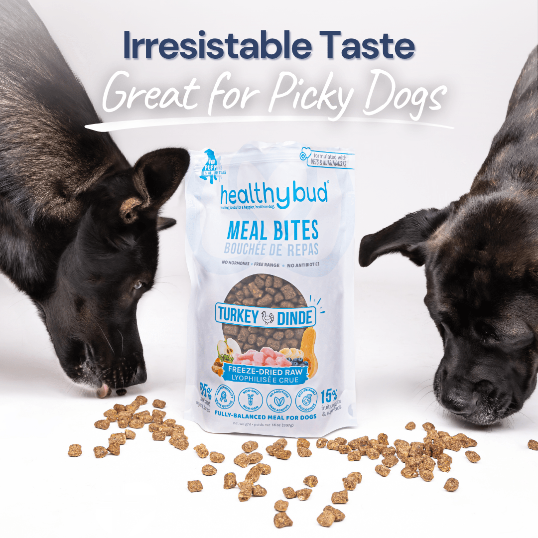 Turkey Meal Bites – Gut-Supporting Freeze-Dried Nutrition for Dogs